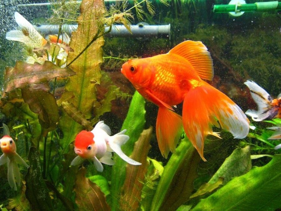Aquarium d'argent avec des poissons d'or